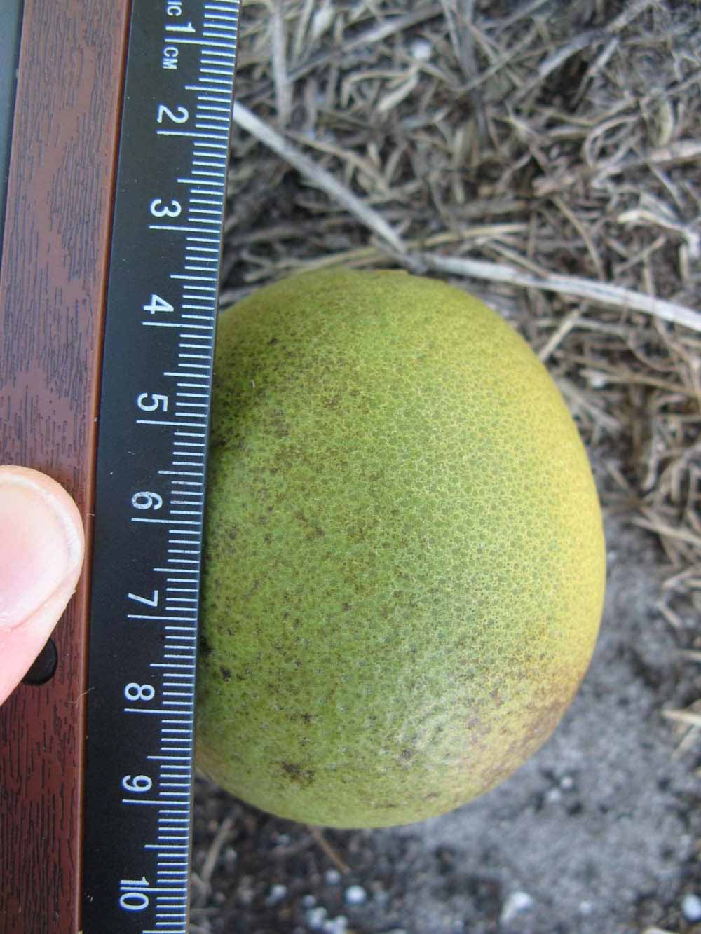            Immature fruit (Winter Haven, FL)   